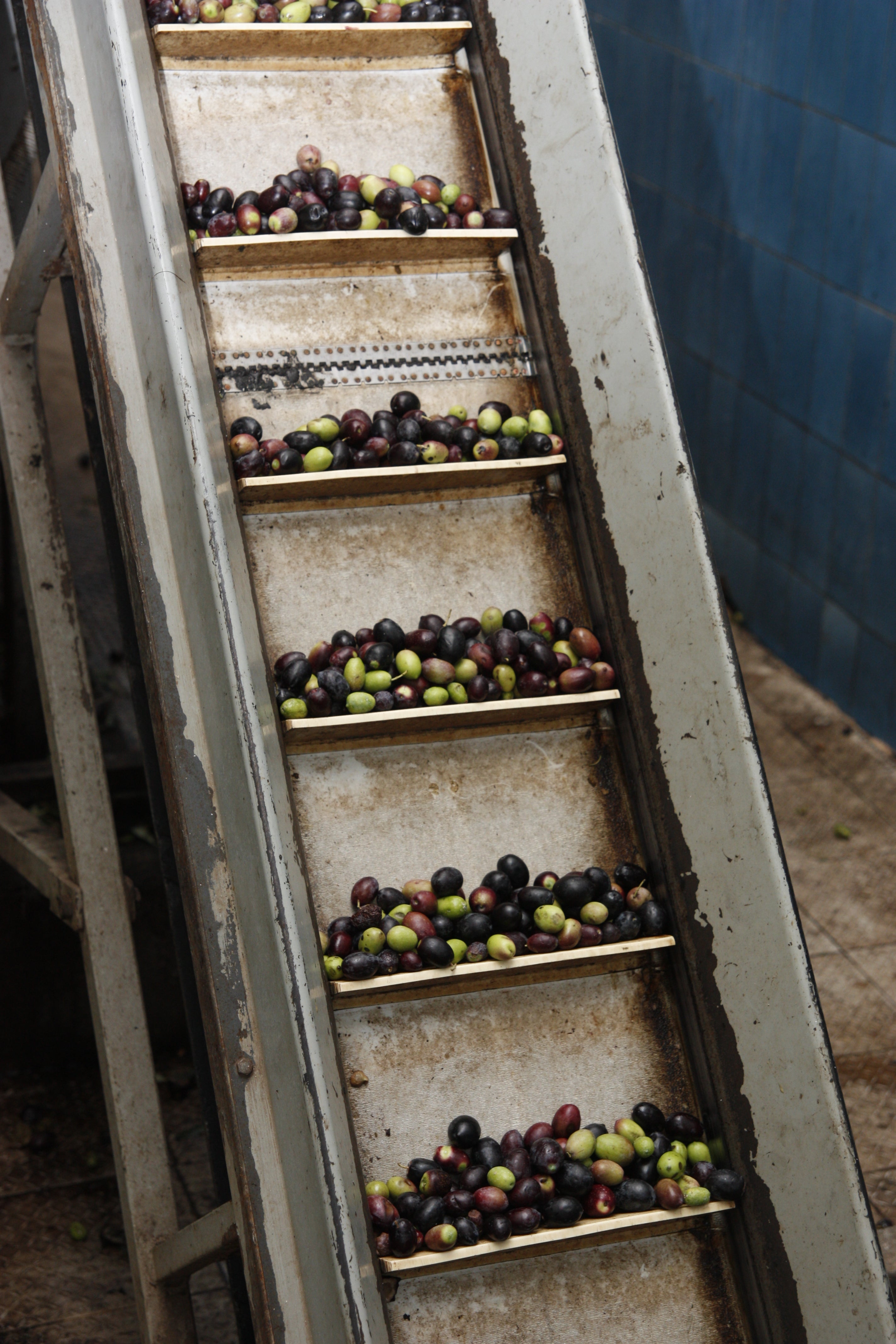 olio extravergine di oliva costa degli dei 1 L