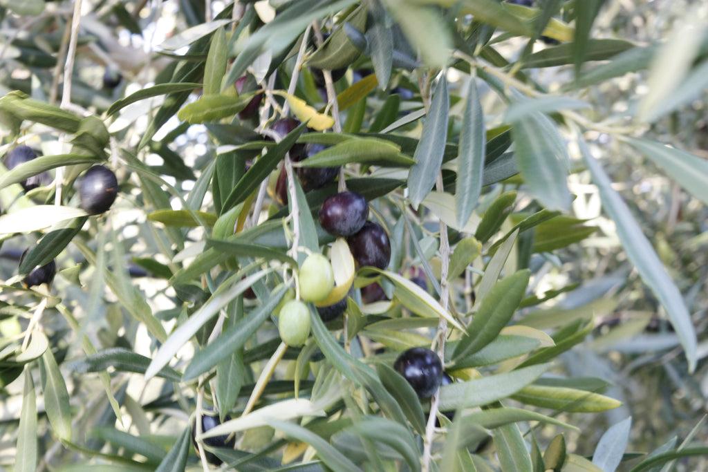 olio extravergine di oliva costa degli dei 1 L