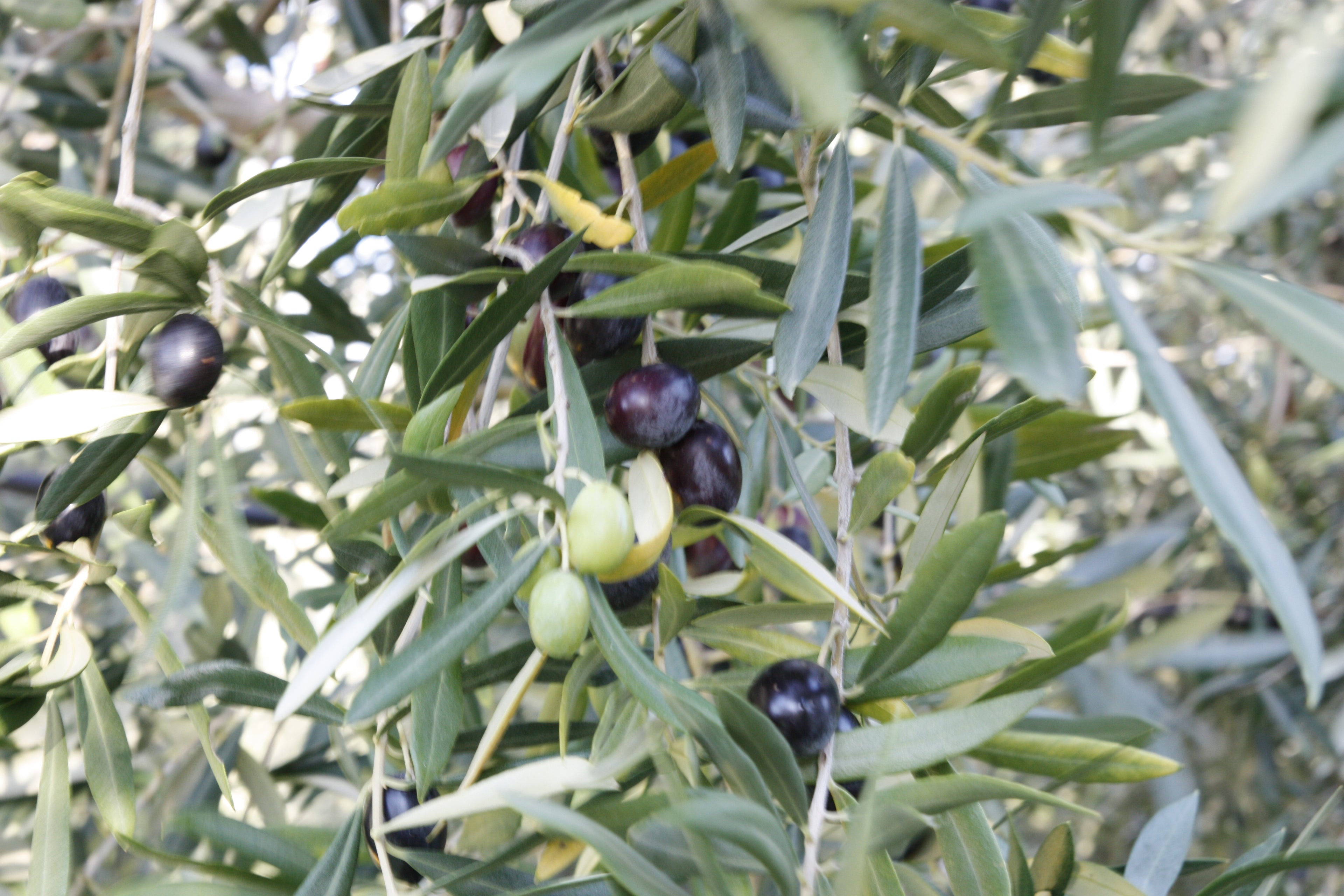 olio extravergine di oliva costa degli dei 1 L