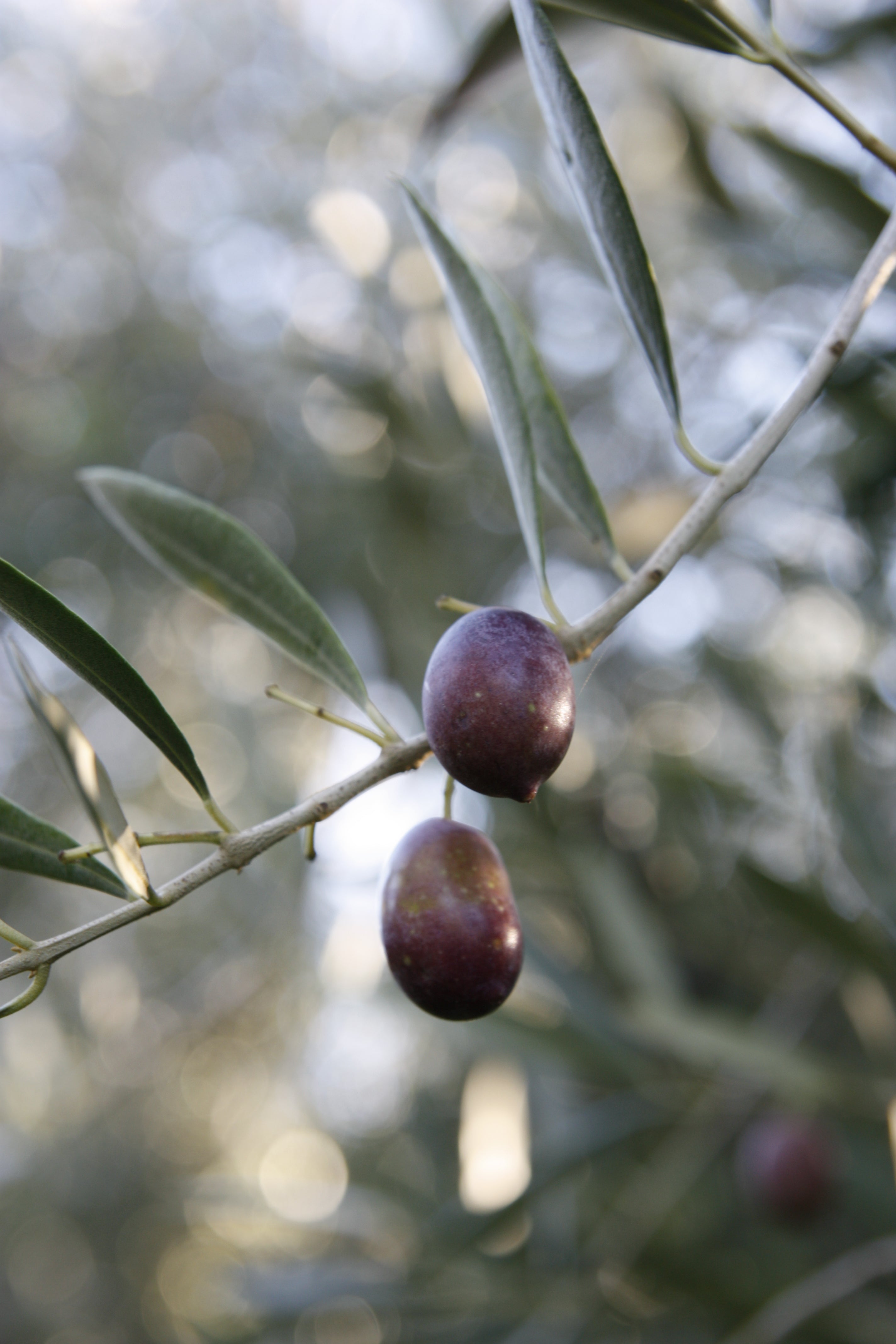 olio extravergine di oliva costa degli dei 1 L